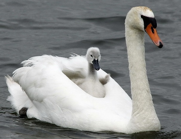 Swan-PietervdBerg