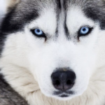 siberische-husky