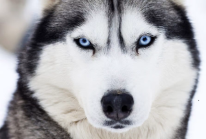 siberische-husky